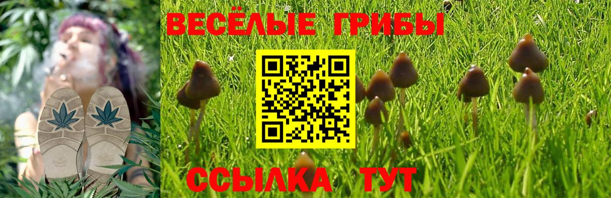 Галлюциногенные грибы GOLDEN TEACHER Новоалександровск