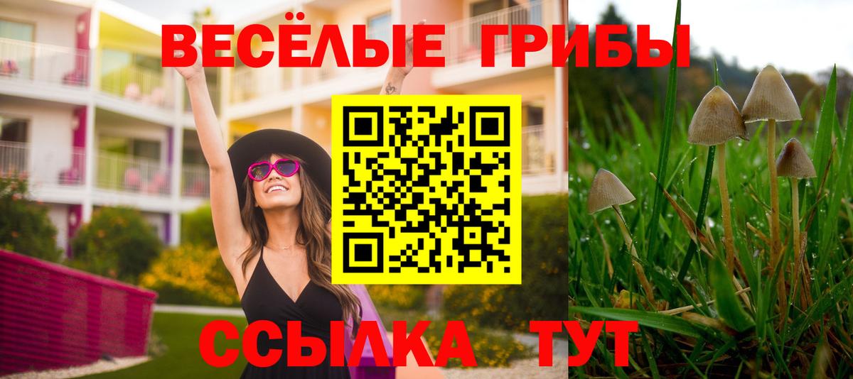 Новоалександровск  Псилоцибиновые грибы Cubensis  Вход с VPN 